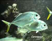 poisson gris, récif corallien, ecosysteme marin, guadeloupe, antilles