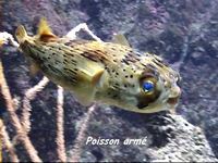 poisson bizarre, recif corallien, ecosysteme marin, guadeloupe, antilles