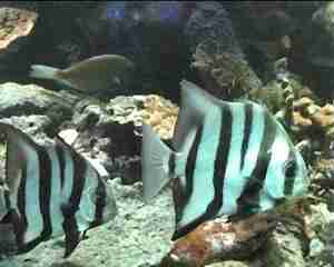 poisson de récif, benthos, fonds marins, guadeloupe