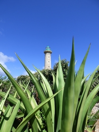 agave petite terre