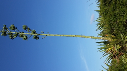 agave petite terre