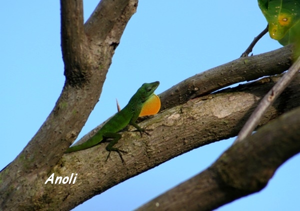 anoli guadeloupe