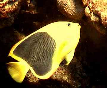 poisson de récif, benthos, fonds marins, guadeloupe