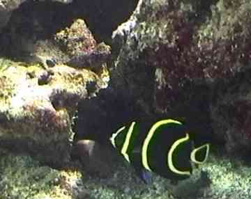 poisson de récif, benthos, fonds marins, guadeloupe