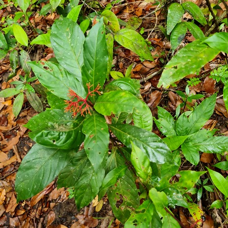 bois foufou guyonneau lamentin Guadeloupe