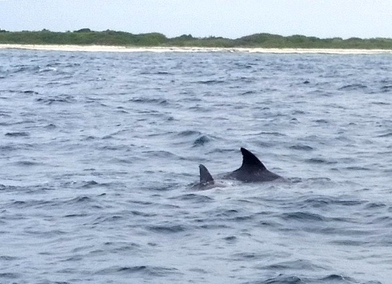 dauphins petite terre