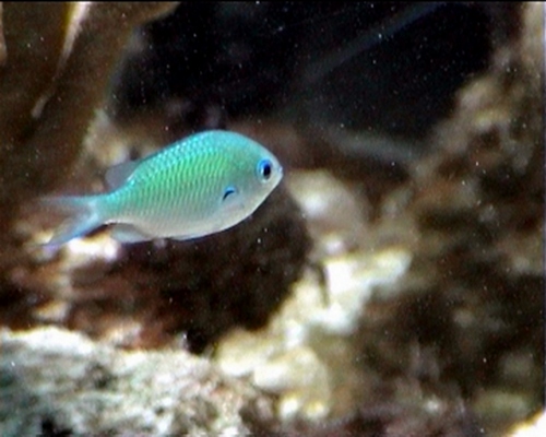 fiche poisson bleu , récif corallien, guadeloupe