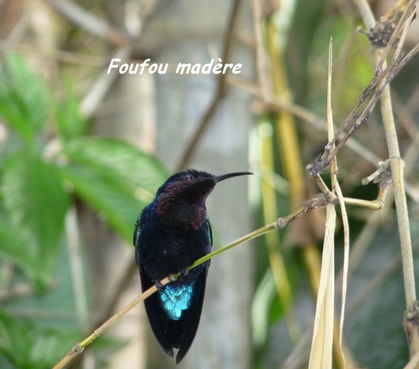 colibri madere oiseau guadeloupe foret seche