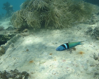 fiche poisson bleu, récif corallien, guadeloupe