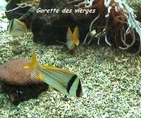 poisson jaune, récif corallien, écosysteme marin, guadeloupe, antilles