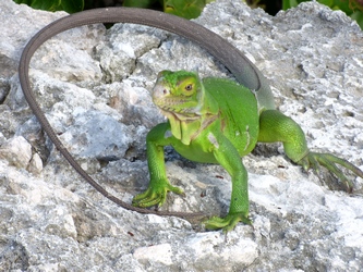 iguane petite terre 