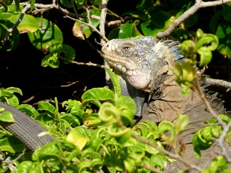 iguane petite terre