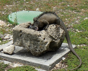 iguane petite terre