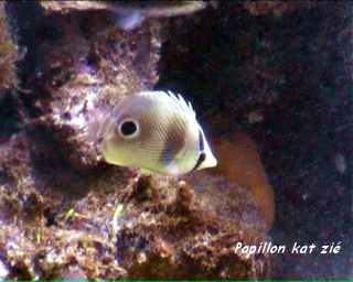 fiche poisson tacheté, récif corallien, guadeloupe