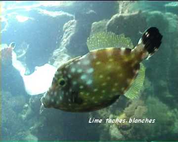 fiche poisson tacheté, récif corallien, guadeloupe