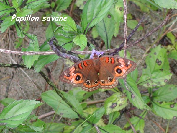 papillon savane foret seche guadeloupe