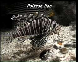 Poisson lion, Pterois volitans, poisson 