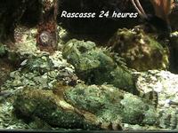 poisson bizarre, recif corallien, ecosysteme marin, guadeloupe, antilles