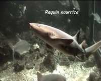 poisson requin, récif corallien, ecosysteme marin, guadeloupe, antilles