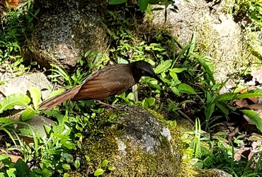 oiseau trembleur trace ruisseaux 