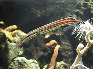 poisson long, recif corallien, ecosysteme marin, guadeloupe, antilles