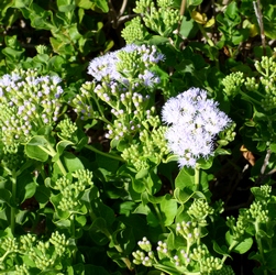 violette bord de mer petite terre